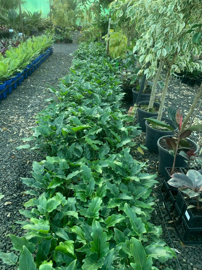 Lakeside Plants & Nursery