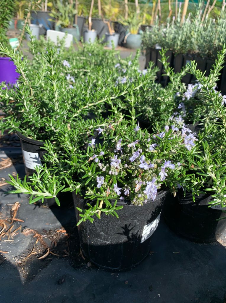 Lakeside Plants & Nursery