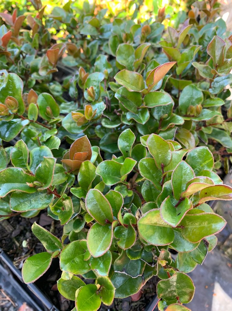 Lakeside Plants & Nursery