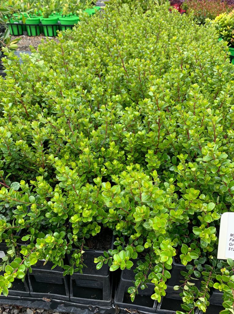 Lakeside Plants & Nursery