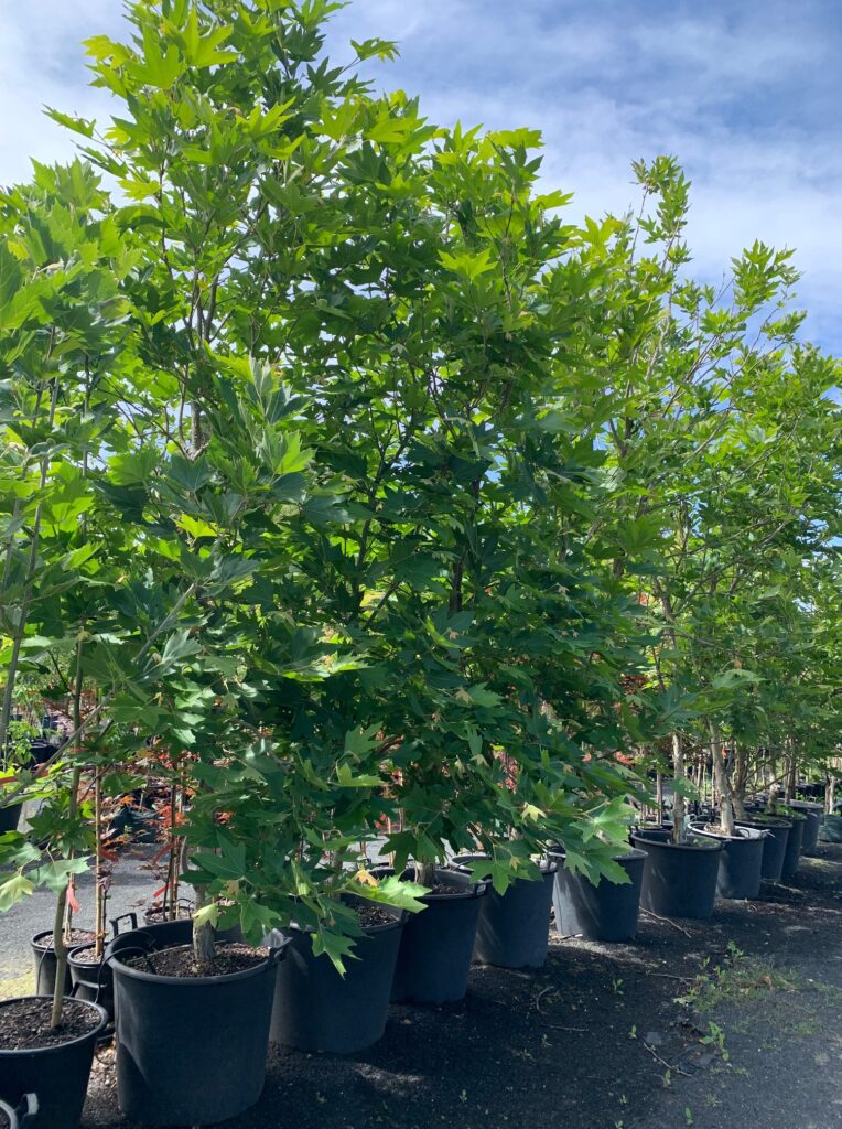 Lakeside Plants & Nursery