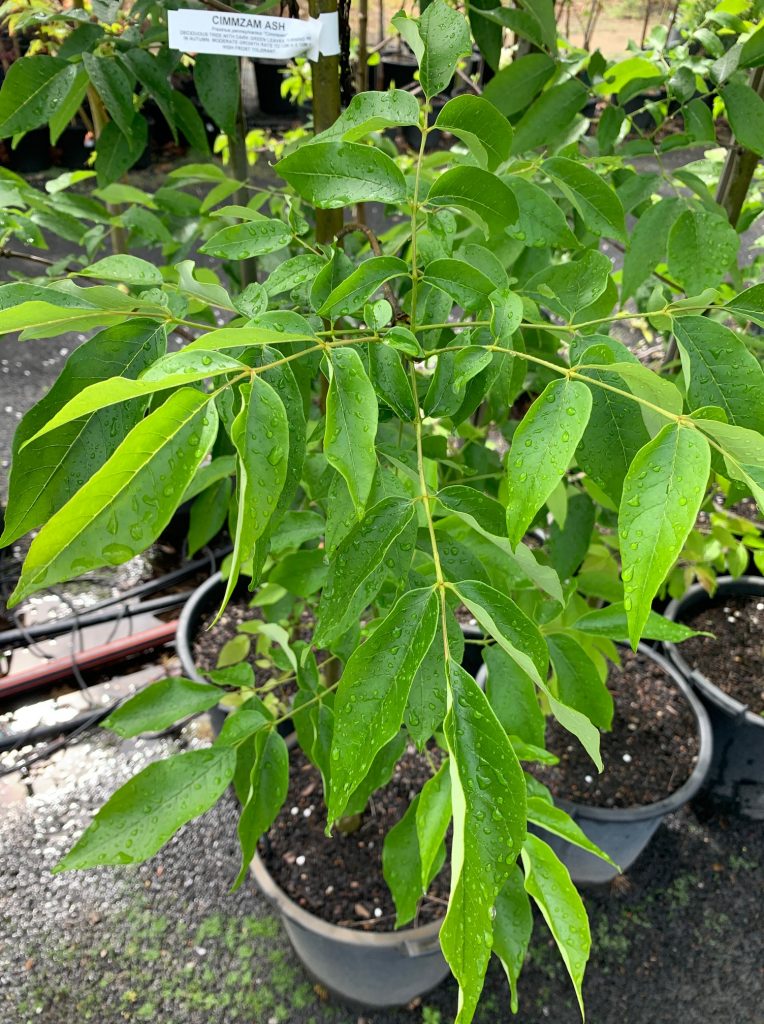 Lakeside Plants & Nursery