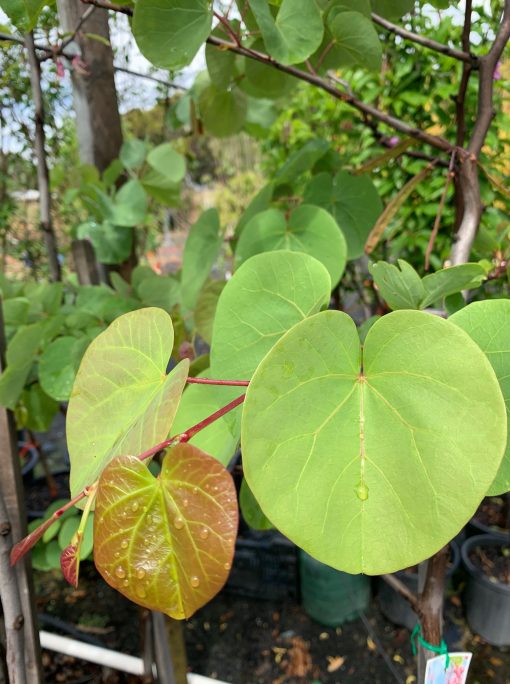 Foliage Judas Tree