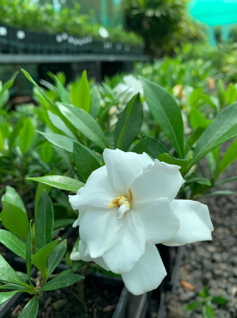 Lakeside Plants & Nursery