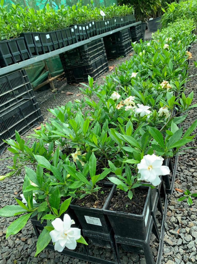 Lakeside Plants & Nursery