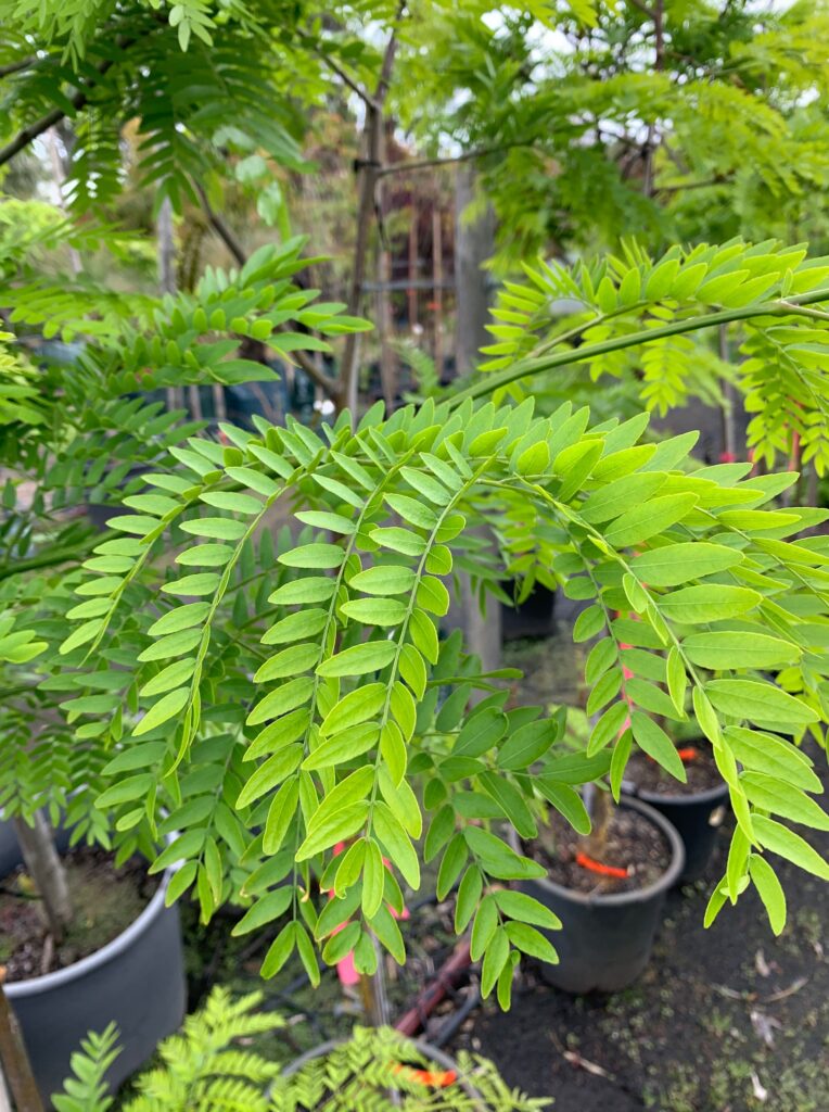 Lakeside Plants & Nursery
