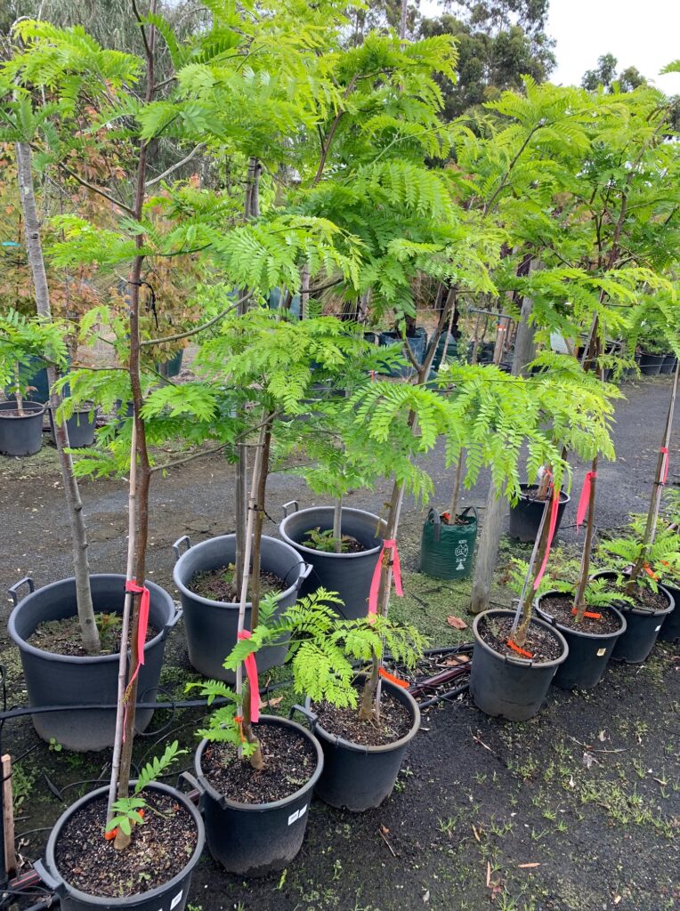 Lakeside Plants & Nursery