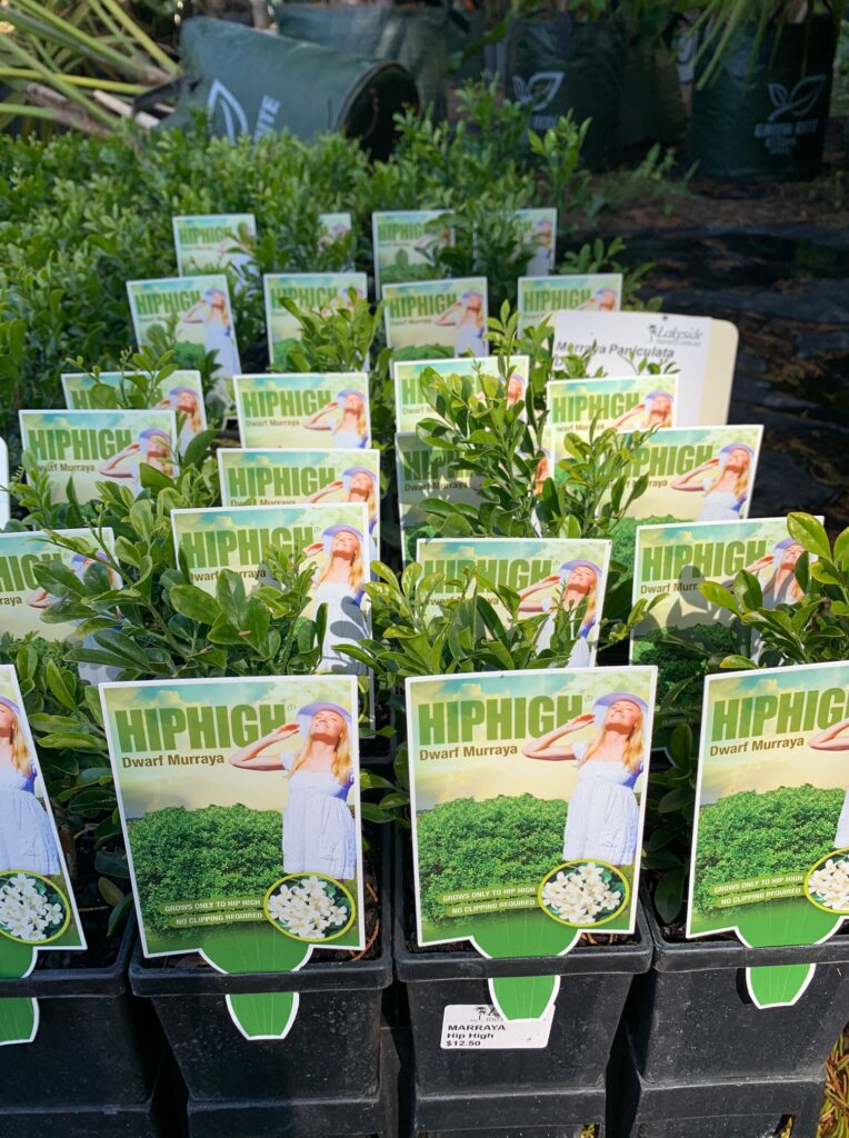 Lakeside Plants & Nursery
