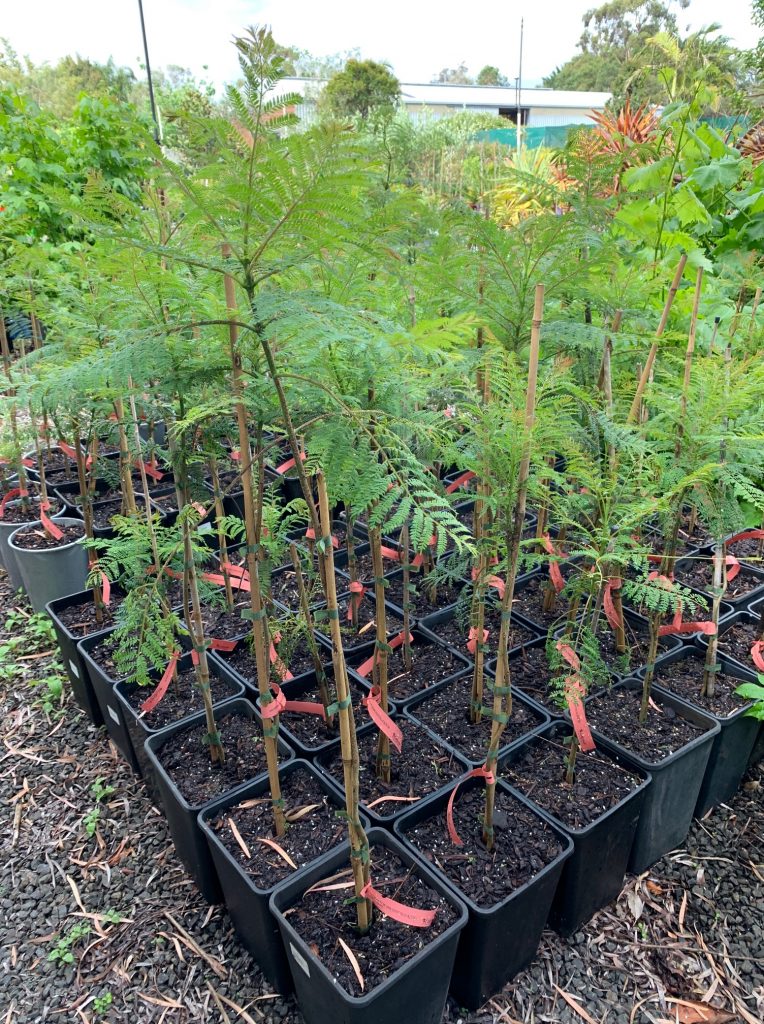 Lakeside Plants & Nursery