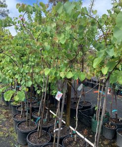 Judas Tree