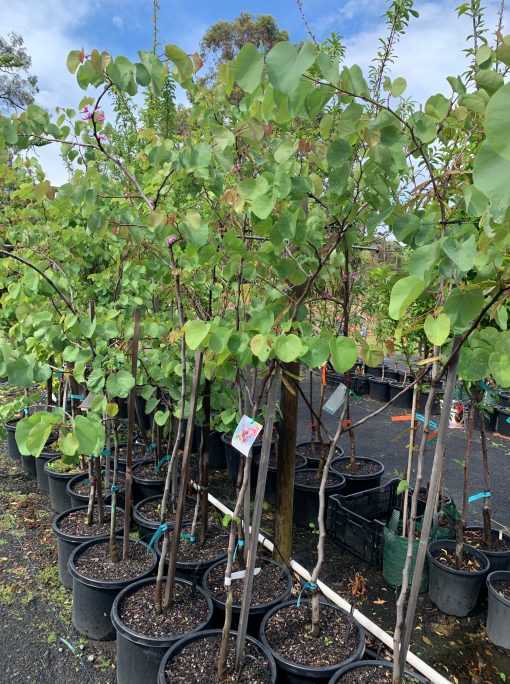 Judas Tree