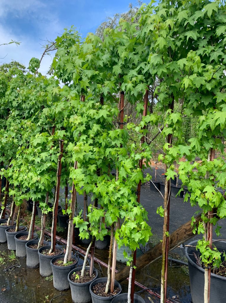 Lakeside Plants & Nursery