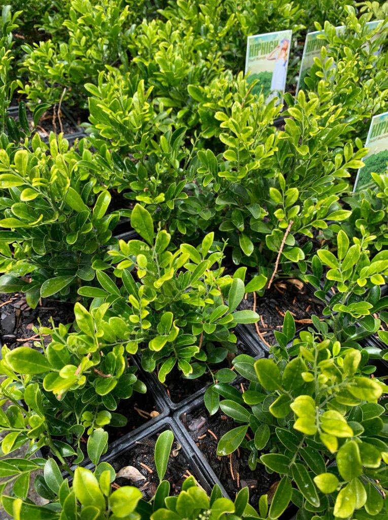 Lakeside Plants & Nursery