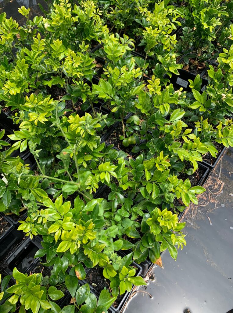 Lakeside Plants & Nursery