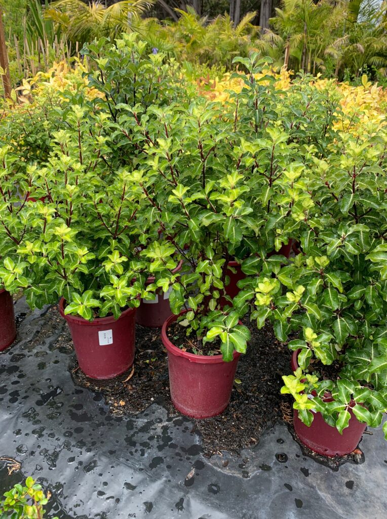Lakeside Plants & Nursery