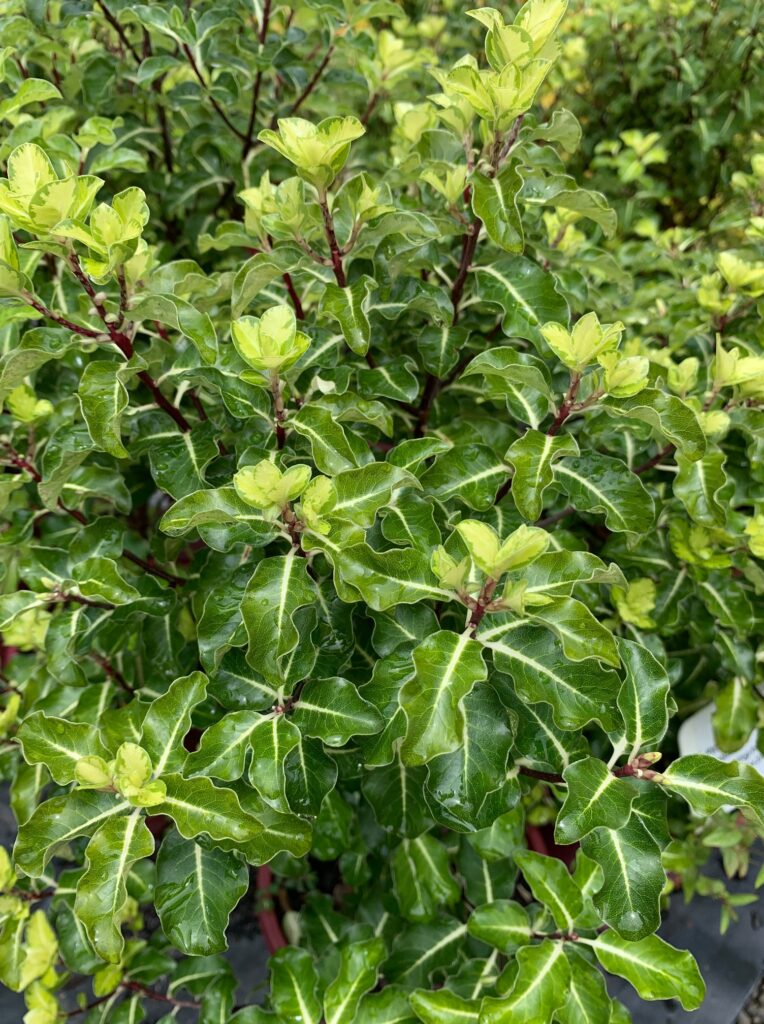 Lakeside Plants & Nursery