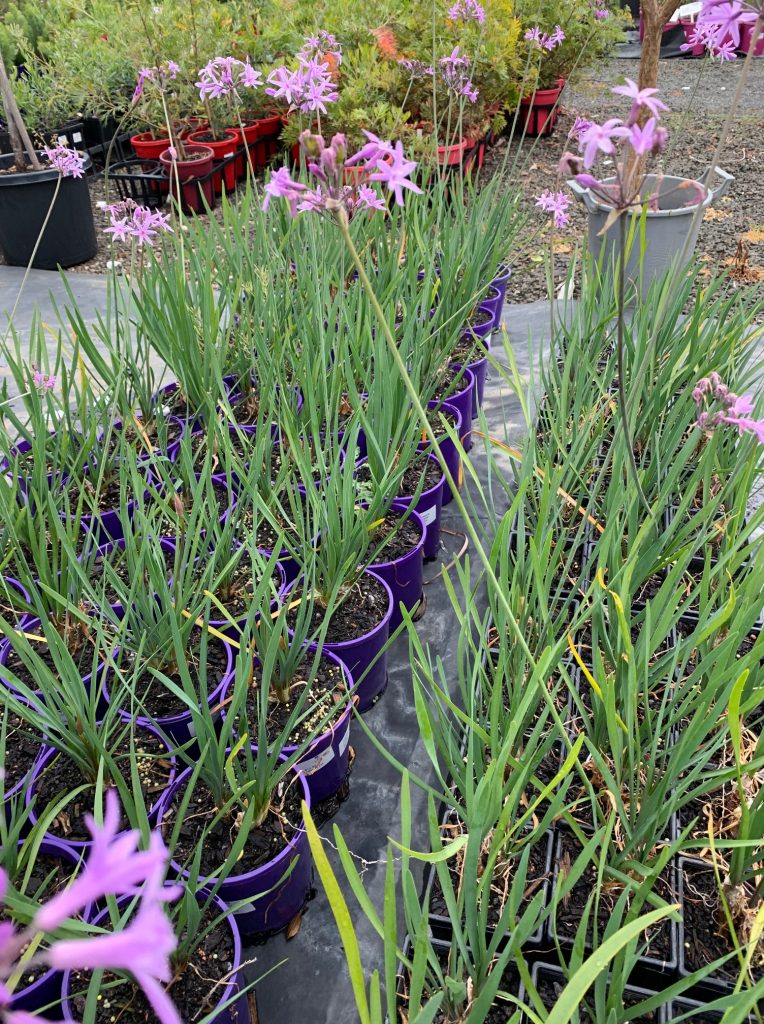Lakeside Plants & Nursery