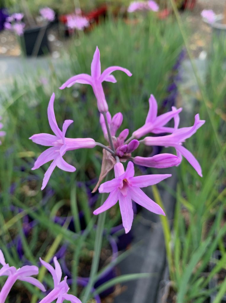 Lakeside Plants & Nursery