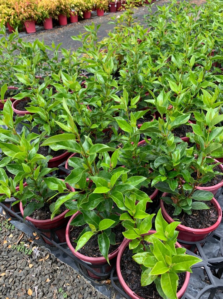 Lakeside Plants & Nursery