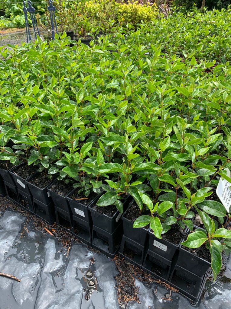 Lakeside Plants & Nursery