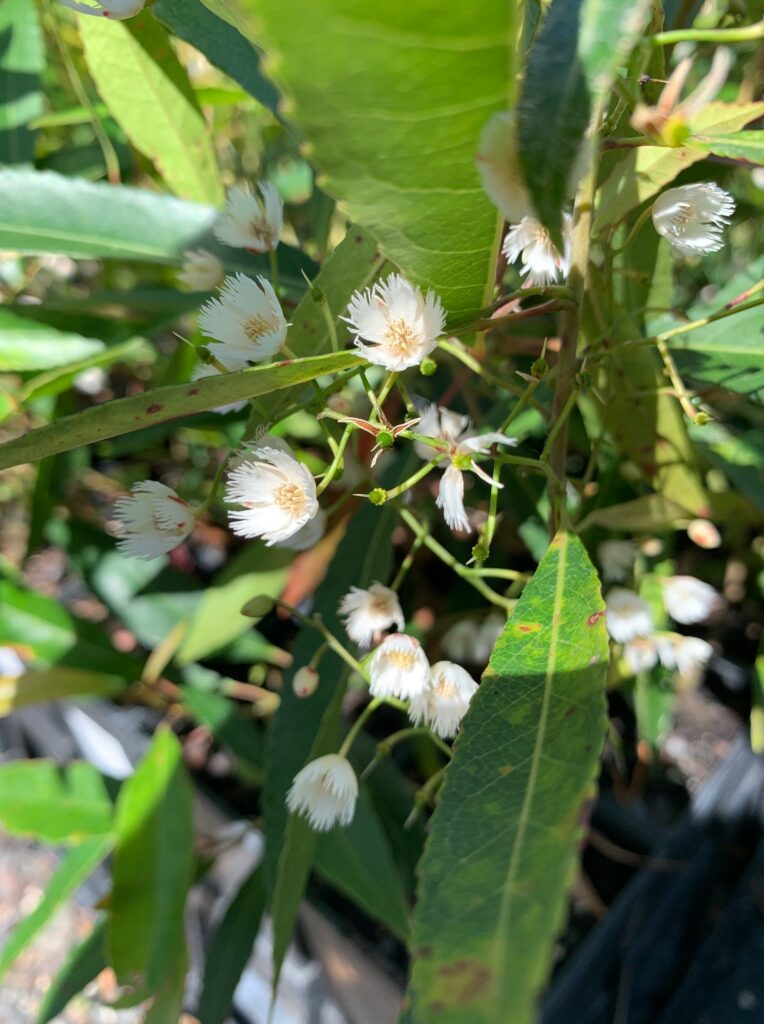 Lakeside Plants & Nursery