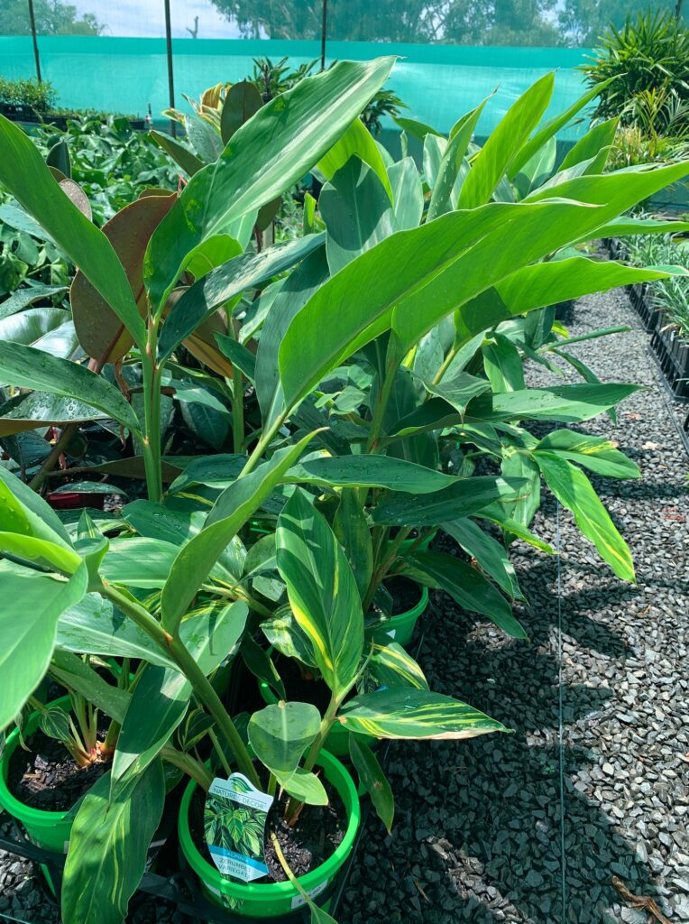 Lakeside Plants & Nursery