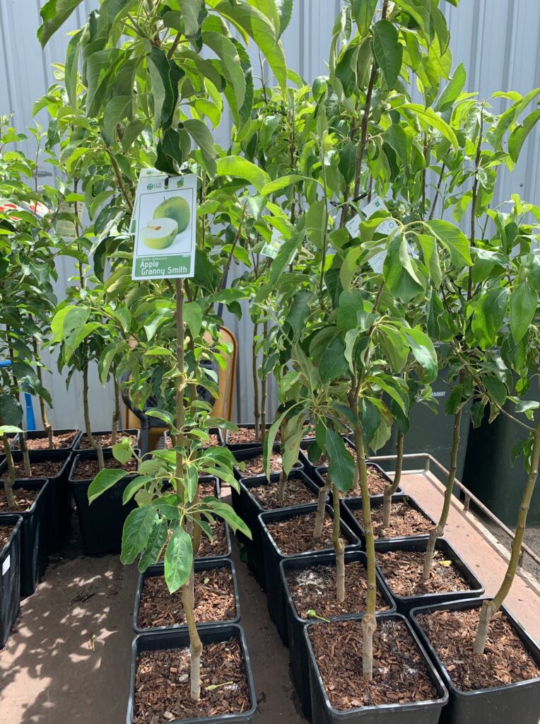 Lakeside Plants & Nursery