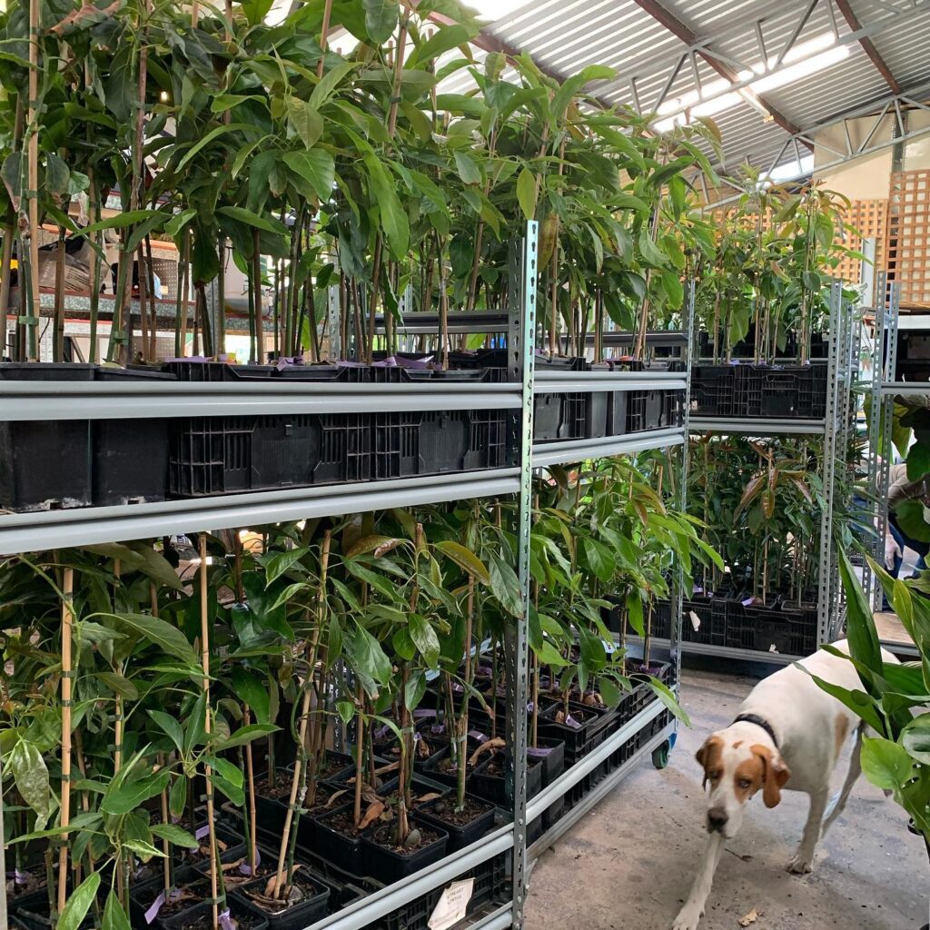 Lakeside Plants & Nursery