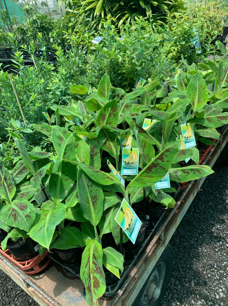 Lakeside Plants & Nursery