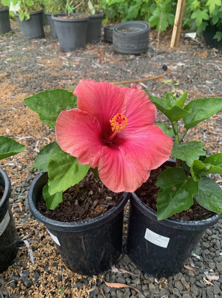 Lakeside Plants & Nursery