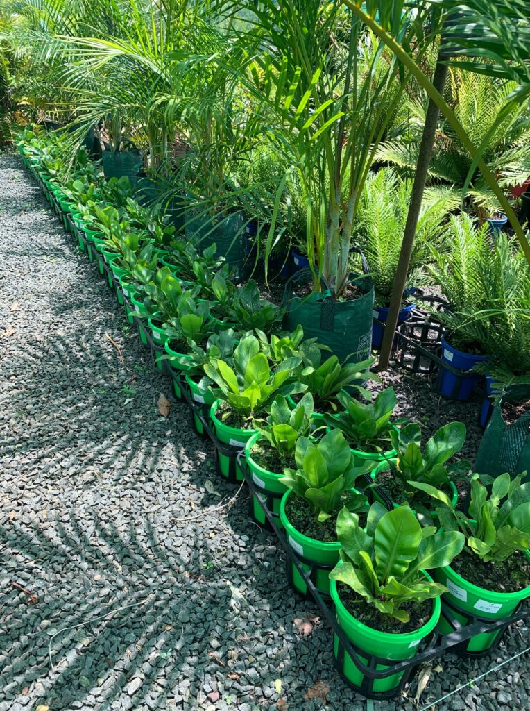 Lakeside Plants & Nursery