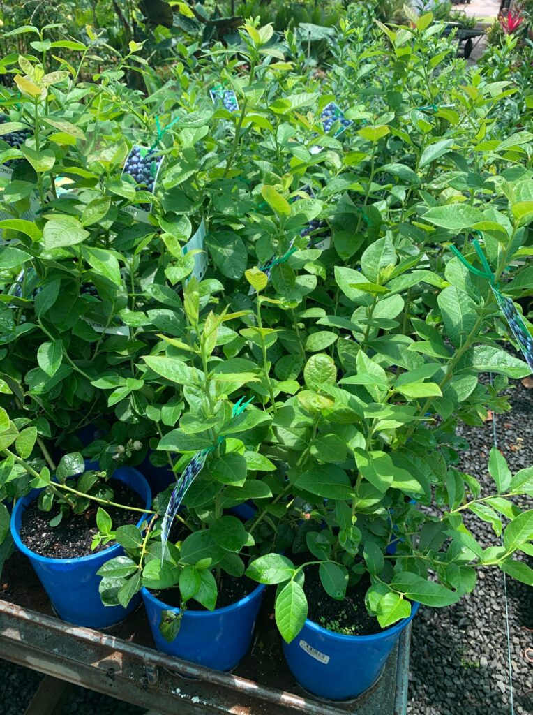 Lakeside Plants & Nursery