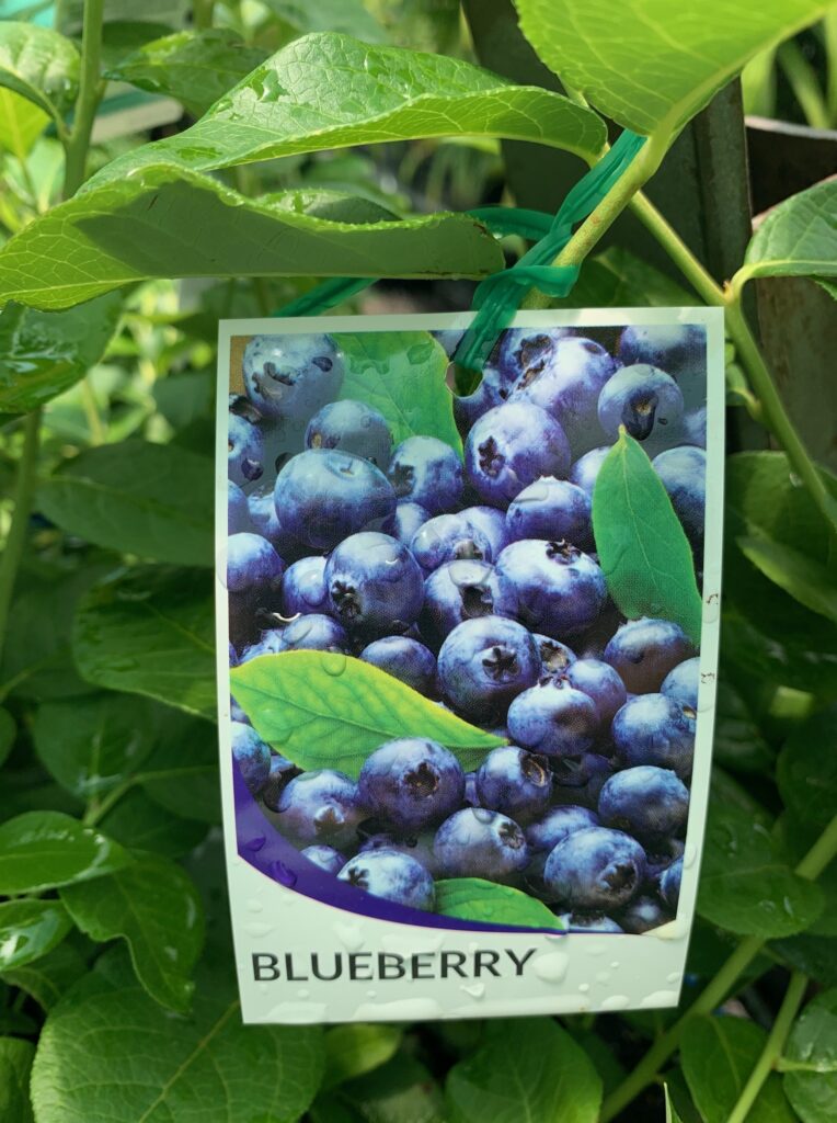 Lakeside Plants & Nursery