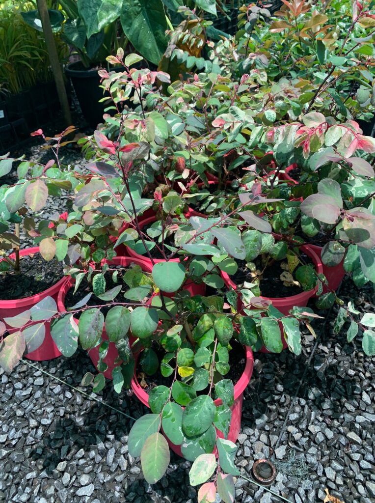 Lakeside Plants & Nursery