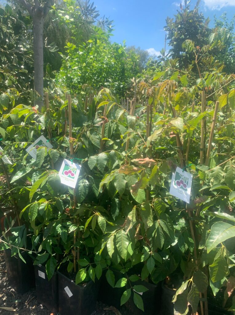 Lakeside Plants & Nursery