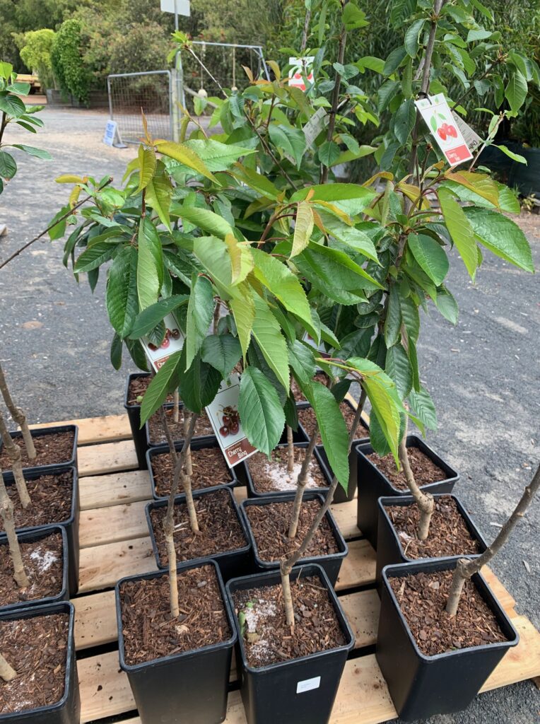 Lakeside Plants & Nursery