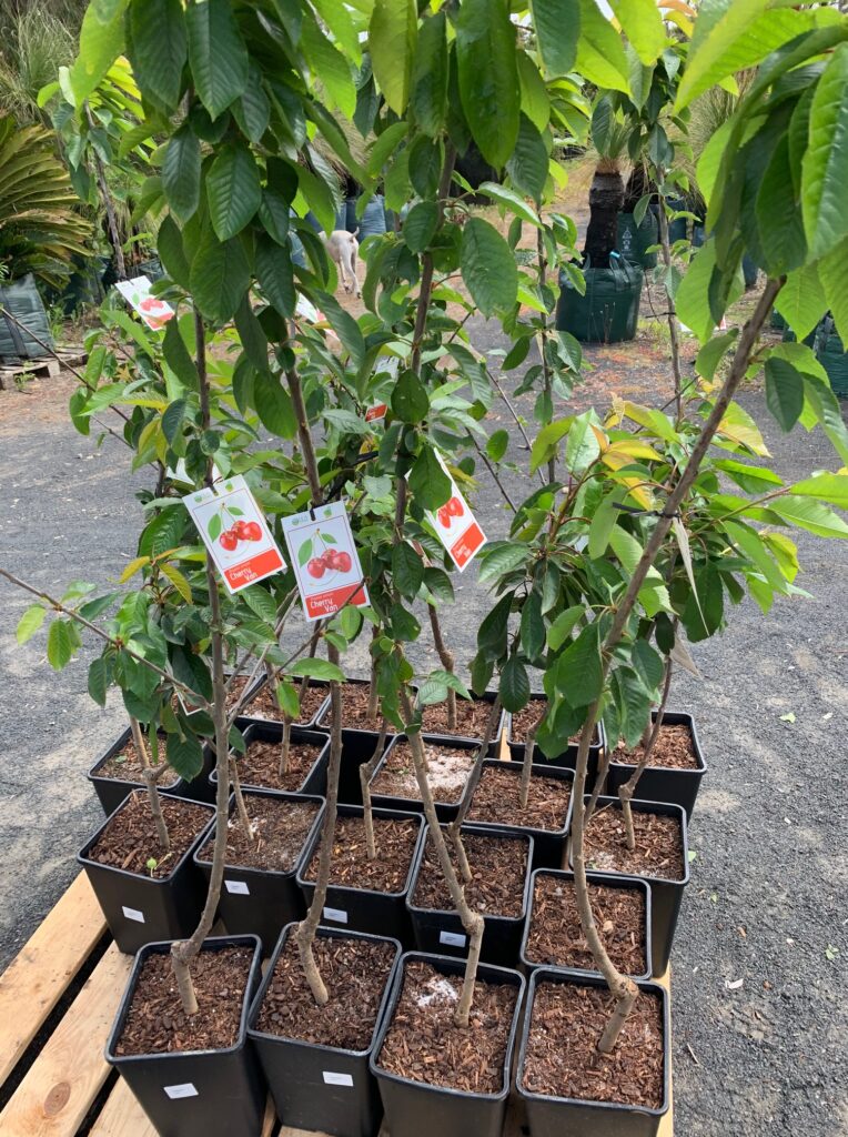 Lakeside Plants & Nursery