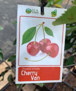 Cherry Van