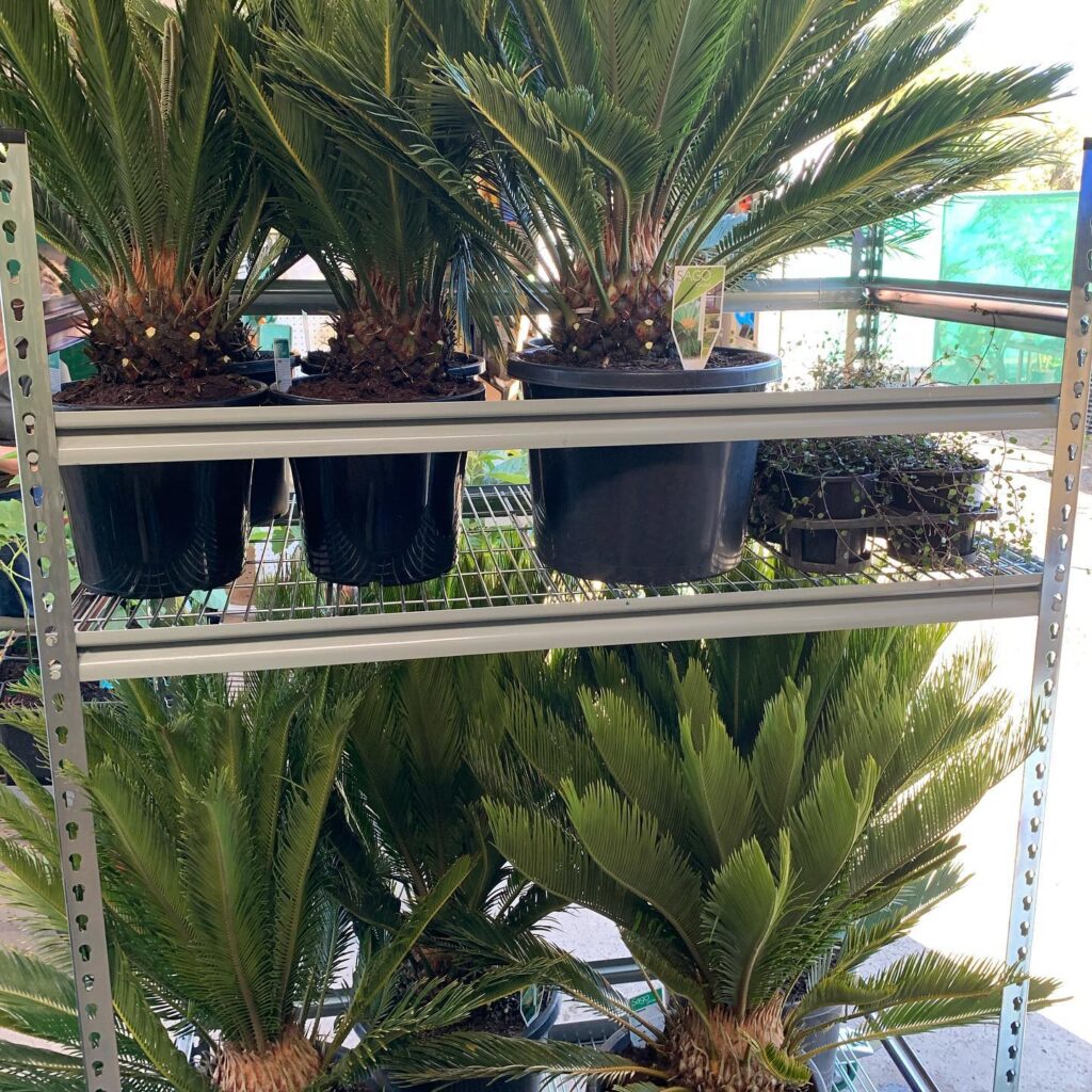 Lakeside Plants & Nursery