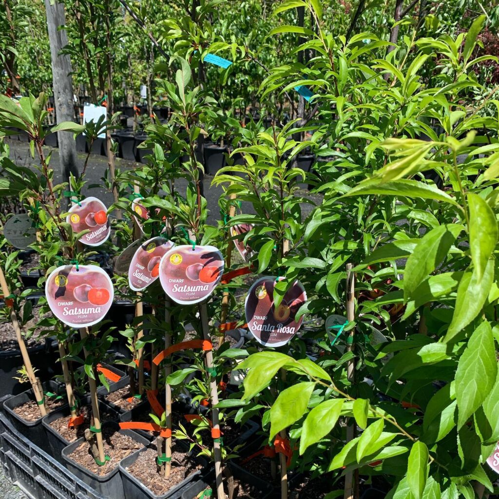 Lakeside Plants & Nursery