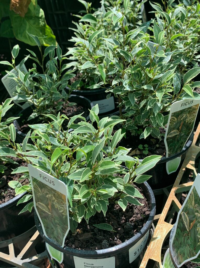 Lakeside Plants & Nursery