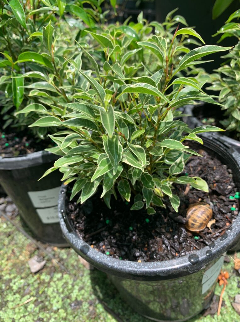 Lakeside Plants & Nursery