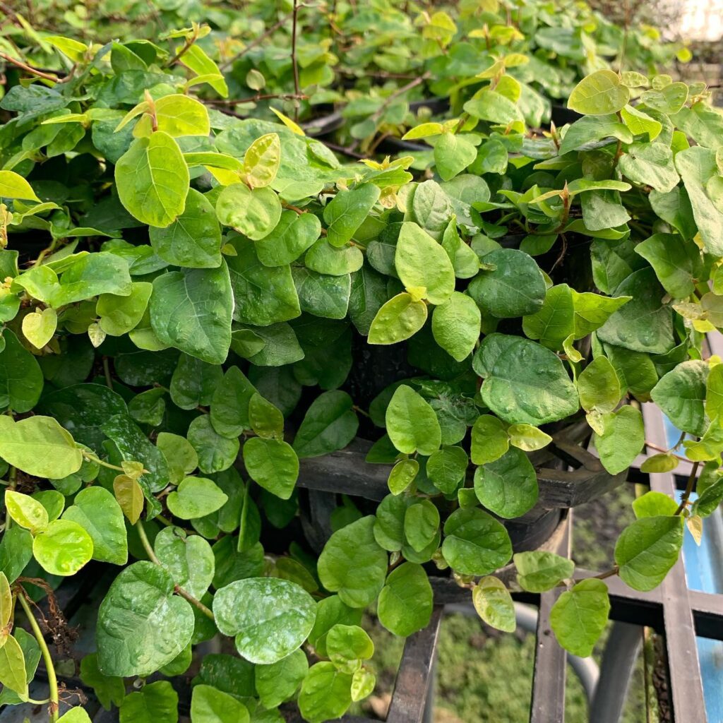 Lakeside Plants & Nursery