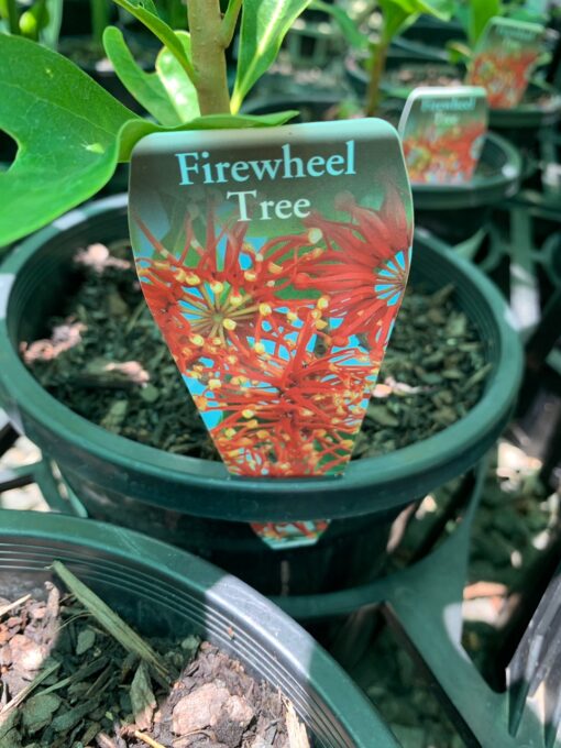 Firewheel Tree - Image 2