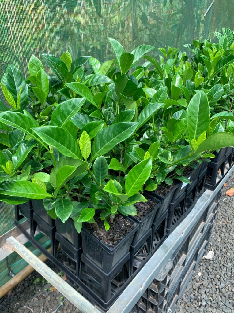 Lakeside Plants & Nursery