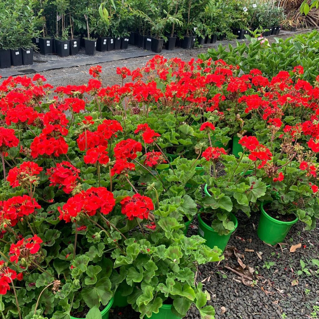 Lakeside Plants & Nursery