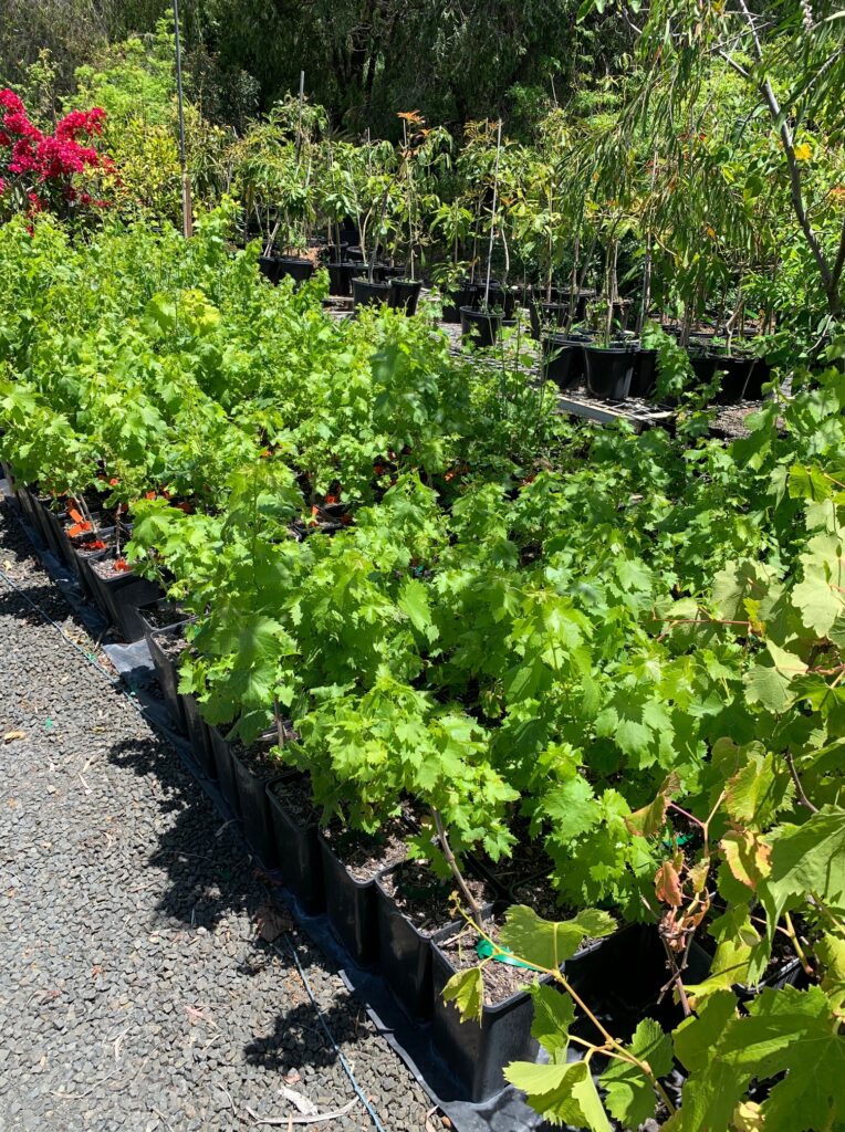 Lakeside Plants & Nursery