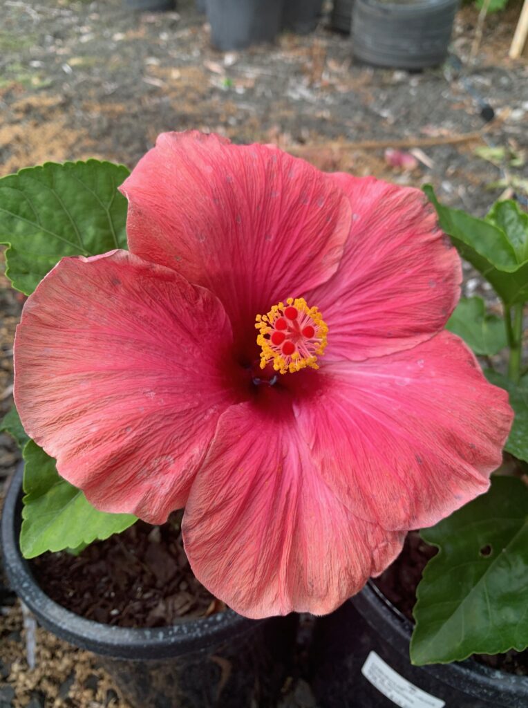 Lakeside Plants & Nursery