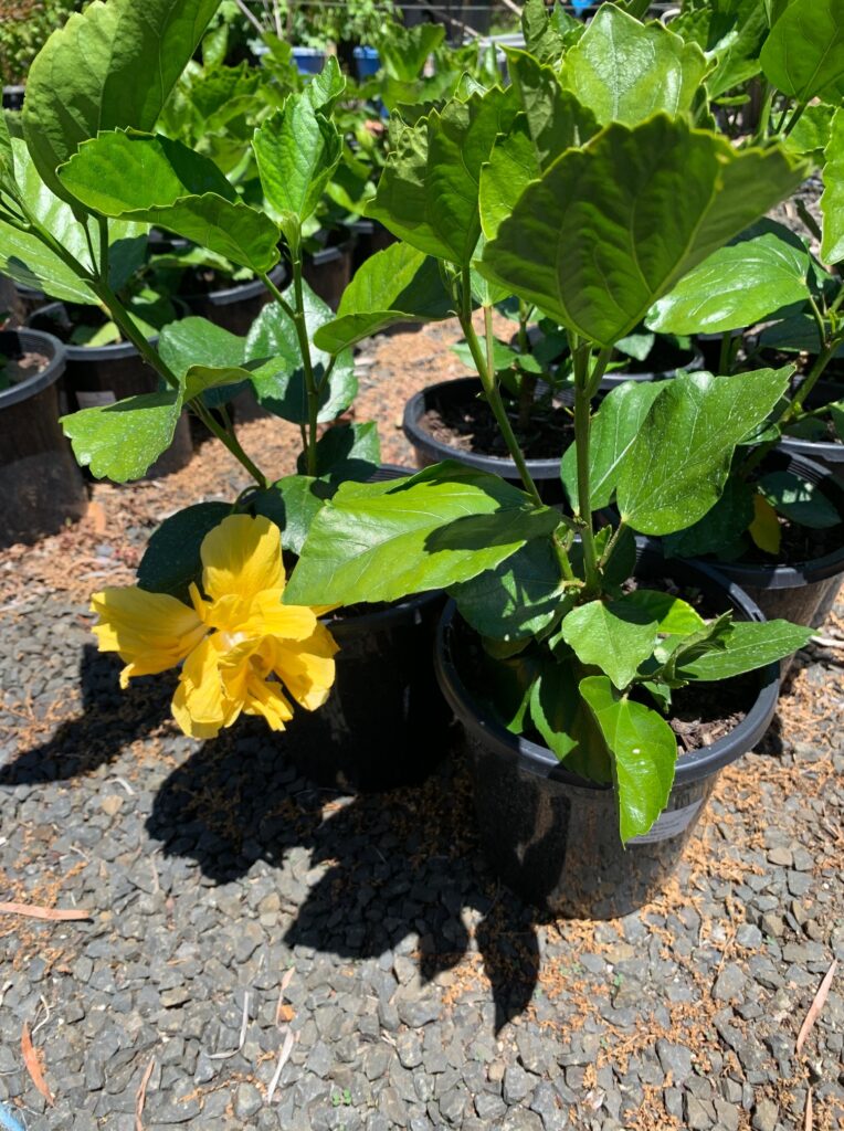 Lakeside Plants & Nursery