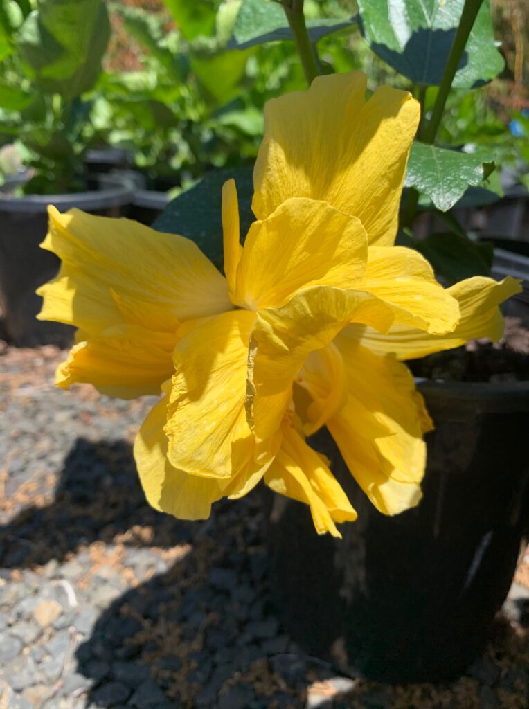 Lakeside Plants & Nursery